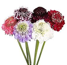 We did not find results for: Scabiosa Scabiosa Flower White Scabiosa Flowers Near Me Bulk Flowers