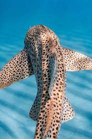 Stunning Photographs From 2019 Ocean Art Contest Explore Depths Of Aquatic Life Around The World Beautiful Sea Creatures Marine Animals Leopard Shark