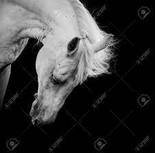Maybe you would like to learn more about one of these? White Horse On A Black Stock Photo Picture And Royalty Free Image Image 22881928