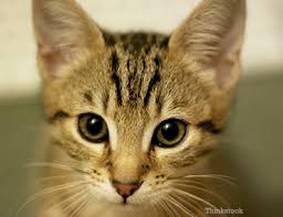 Browse through our list of cat breeds, and find the best cat for you. Feline Immunodeficiency Virus Fighting Cat Disease