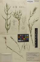 Image result for Spermacoce kirkii