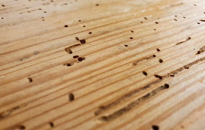 Woodworm Control – Salvarat S.r.l. Società Benefit