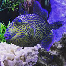 Check spelling or type a new query. Fuscus Trigger Fish Saltwater Fish Tanks Fish Marine Aquarium