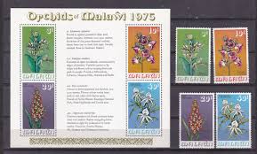 Image result for Habenaria welwitschii