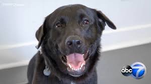 Maybe you would like to learn more about one of these? Paws Chicago Offering Free Adoptions For Adult Dogs For 1 Day Only Abc7 Chicago