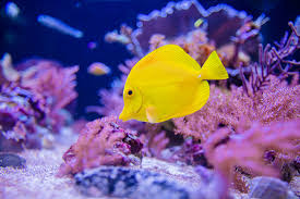 Birch Aquarium At Scripps Institution Of Oceanography A Bright And Slimy Yellow Body With A White Horizontal Band That S How A Yellow Tang Looks These Yellow Colored Fi Colorful Fish Yellow Bodies Birch Aquarium
