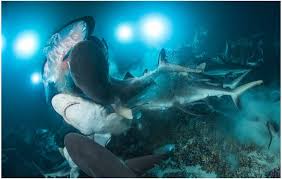 Shark Feeding Frenzy Wins Underwater Photo Award Bbc News