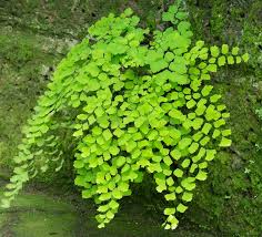 Image result for Adiantaceae