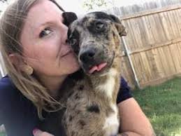 Deaf Catahoulas: fostering or adoption advice needed