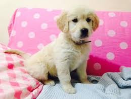 Satilik Golden Retriever Golden Retriever Bursa Yavru Golden Retriever Kopek Sahiplendirme