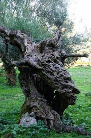 H Apisteyth Fwtografia Apo Ta Poylata Ths Kefalonias Weird Trees Unique Trees Beautiful Tree