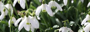 L'immagine è disponibile per il download in alta. Fiori Primaverili Che Parlano D Amore Qui Potrete Conoscere I Fiori