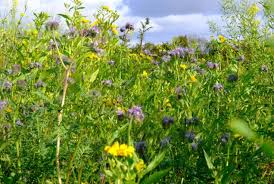 Image result for Crotalaria preladoi