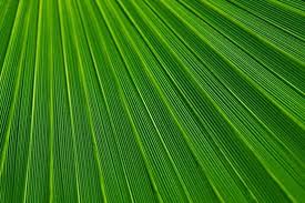 Free palm leaf coloring page. Palm Leaf Texture Free Stock Photos Download 4 487 Free Stock Photos For Commercial Use Format Hd High Resolution Jpg Images