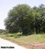 Image result for Cordyla