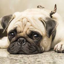 6500(do not buy the pet shop puppies or the 'purebred' ones, they get i'll quick). Pug Pdsa