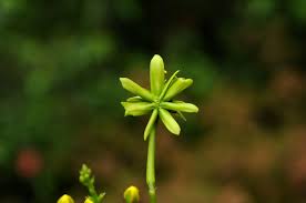 Image result for Tristellateia