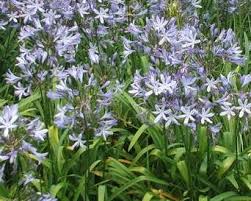 Image result for Agapanthus praecox