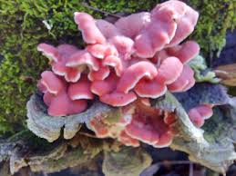 Image result for Merulius incarnatus