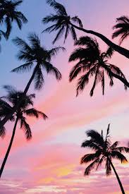 Hd Wallpaper Sky Pink Sunset Hawaii Tropical Palm Tree Tropical Climate Wallpaper Flare Silhouette of mountain, simple, simple background, minimalism.