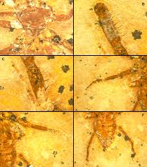 Image result for Schistostephium crataegifolium