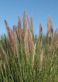 Image result for Cenchrus unisetus