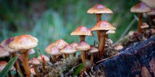 A Friendly Reminder Not To Pick Eat Wild Mushrooms During Colder Seasons Glam Adelaide