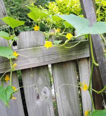 The tutorial is detailed which makes it easier for those who after the frame is completed, a wire is used to create the grid pattern to support the cucumbers as they grow. 12 Diy Cucumber Trellis Support Ideas