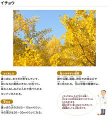 イチョウ 秋ならでは 葉っぱが色づく木 探検しよう いきものにぎわうまち 鹿島建設株式会社