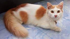 Dia banyak dipelihara karena penampilannya yang cantik dan karakternya yang manis. Kucing Kampung Harga Jenis Makanan Cara Merawat