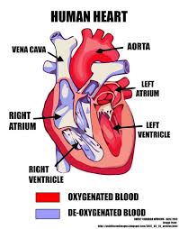 Digital unlabeled heart diagram simple printable format. Labeled Pictures Of The Heart Lovely Simple Human Heart Cute766