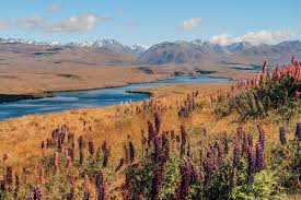 9 Neuseeland Highlights Die Du Nicht Verpassen Darfst