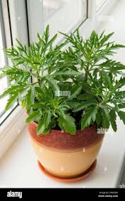 Image result for Kalanchoe laciniata