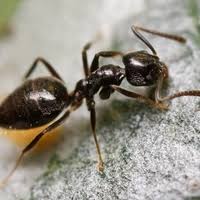 Asian needle ant (pachycondyla chinensis). Odorous House Ants Pest Library Economy Exterminators