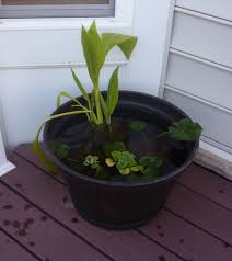 How to make a small container water garden. How To Set Up Mini Water Gardens On Your Deck Whats Ur Home Story