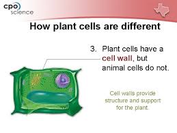 Plant cells have a cell wall, but animals cells do not. Chapter Four Cell Structure And Function Lesson 4