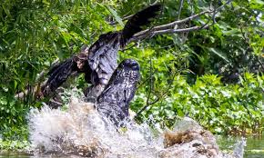 Bald Eagle Narrowly Escapes the Jaws of an Alligator, Nearly Not Seeing  Its Next Birthday | The Epoch Times