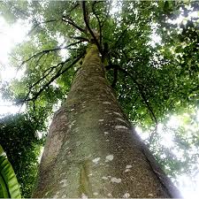 People interested in agarwood leaves also searched for. Agarwood Natural Auroshikha Incense Arasia Shop