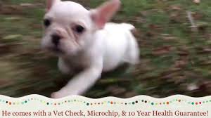 We specialize in the more exotic frenchie, while. French Bulldog Puppies For Sale In Nc Youtube