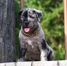 · blue pit puppies for sale, blue pitbull . Huge Pitbull Puppies For Sale Blue Nose Pitbulls Merle Tri Lilac Chocolate Black White Color Pitbull Puppies For Sale