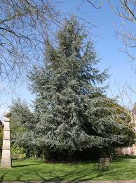 It is closely related to the cedars of lebanon of biblical fame. Cedrus Blue Atlas Cedar 13 Pot Hello Hello Plants Garden Supplies