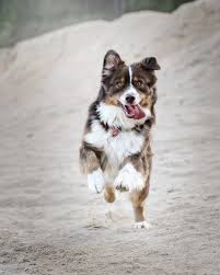 Australian Shepherd Black Brown White Dog Breeds Running White Brown And Black Dog Chien Beaux Chiens Dresser Un Chien