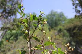 Image result for Aphloia theiformis