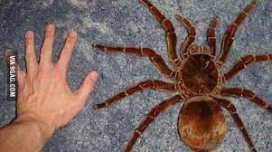 Maybe you would like to learn more about one of these? Australian Bird Eating Spider Also Known As The Whistler Spider 9gag