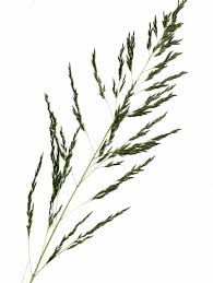 Image result for Eragrostis