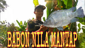 Ikan nila merupakan salah satu jenis ikan yang banyak dikonsumsi oleh masyarakat indonesia. Mancingmania Mancing Mmj Spot Mancing Ikan Nila Youtube