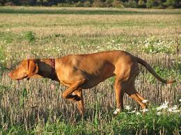 Image result for maďarský krátkosrstý ohař