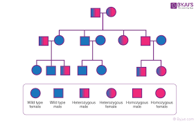 Some of the worksheets for this concept are pedigrees practice, chapter 7 pedigree analysis biology, pedigree charts work, name date period, studying pedigrees activity, pedigree analysis activity answer key, chapter 4. Pedigree Analysis Genetic History Of Family And Its Disorders