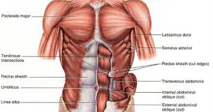 Pin On Anatomy Ref