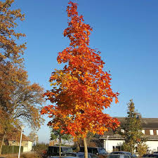 Acer platanoides pacific sunset looks like straightforward norway maple in the summer months but in the autumn its lustrous green leaves turn a mix of gold, yellow and even red. Pazifischer Ahorn Acer Pacific Sunset